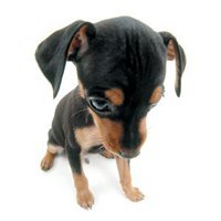 可爱狗狗头像+微信