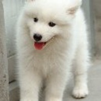 可爱狗头像中华田园犬