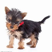 可爱狗狗头像+微信头像