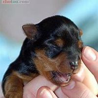 可爱狗狗头像+微信