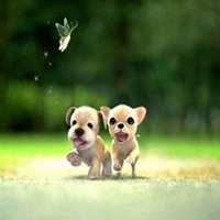 可爱狗头像一左一右