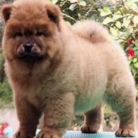 可爱狗狗头像微信头像