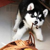 微信可爱狗狗头像一对