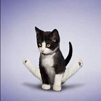 可爱狗狗头像个性签名