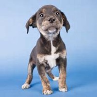 q版超可爱狗狗头像