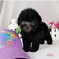 可爱狗头像一左一右