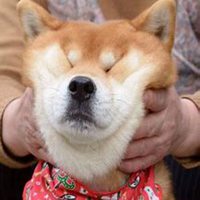 可爱狗头像漫画可爱