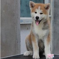 可爱狗狗头像个性签名