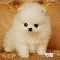 可爱狗头像高清大图