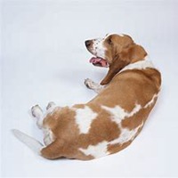 可爱狗头像情侣头像