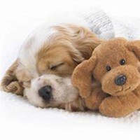 可爱狗头像一左一右