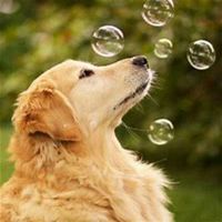 微信可爱狗狗头像一对