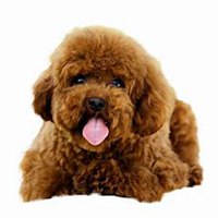 可爱狗狗头像个性网