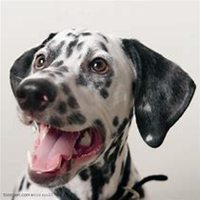 可爱狗头像高清大图