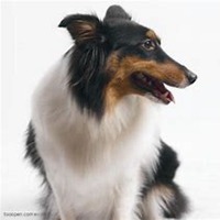 可爱狗头像中华田园犬