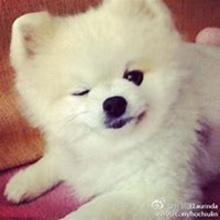 可爱狗头像一左一右