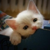 可爱狗头像漫画可爱