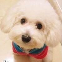 可爱狗狗头像图