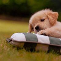 本命年可爱狗狗头像