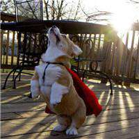 可爱狗头像情侣头像