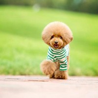 可爱狗狗头像图