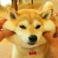 可爱狗头像一左一右