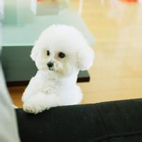 可爱狗狗头像微信头像