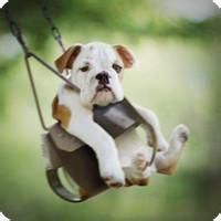 可爱狗头像漫画可爱