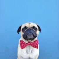 动漫可爱狗头像可爱