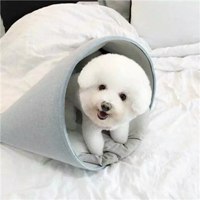 可爱狗狗头像二次元