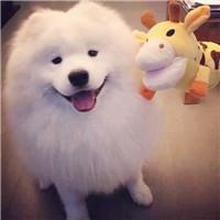 可爱狗狗头像图