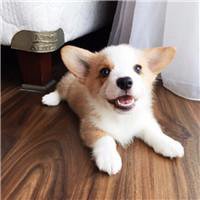 可爱狗狗头像个性签名