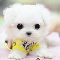 可爱狗狗头像二次元