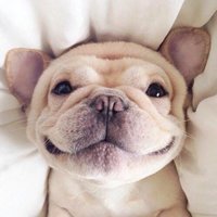 可爱狗狗头像微信头像