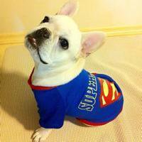 可爱狗头像中华田园犬