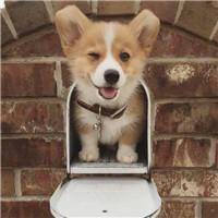 可爱狗狗头像博美犬