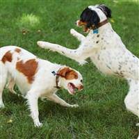 q版超可爱狗狗头像