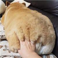 可爱狗狗头像微信头像