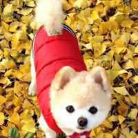 可爱狗狗头像可爱