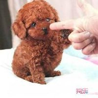 可爱狗狗头像可爱