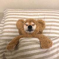 可爱狗狗头像下载