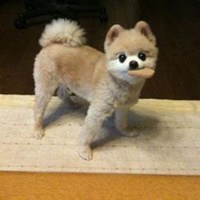 本命年可爱狗狗头像