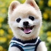 可爱狗狗头像个性签名