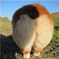 可爱狗头像高清大图