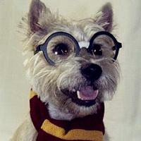 可爱狗狗头像情侣头像