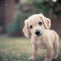 微信可爱狗狗头像一对