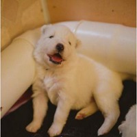 可爱狗狗头像加表情