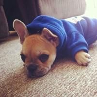 可爱狗头像漫画