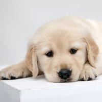 可爱狗头像漫画可爱