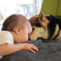 可爱狗头像高清大图